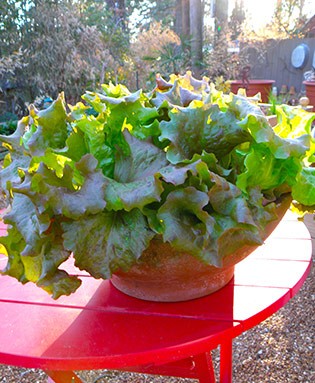 Red Leaf Lettuce